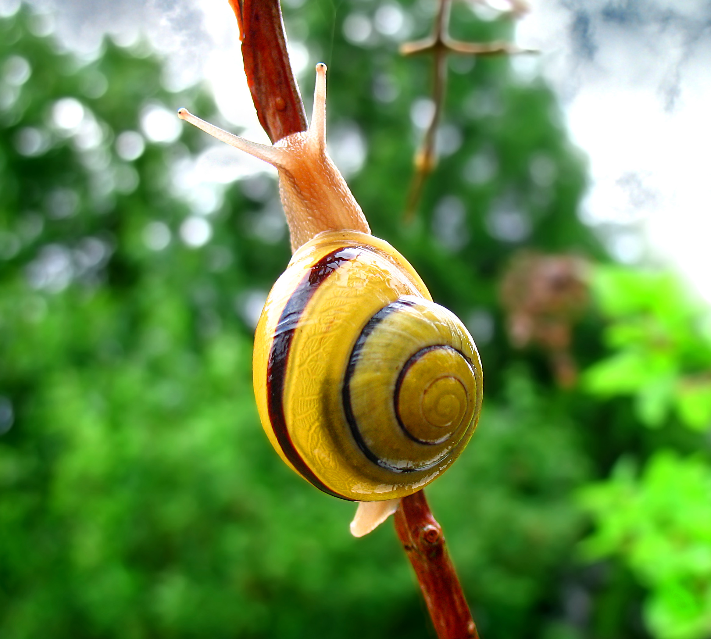 photo of a snail.